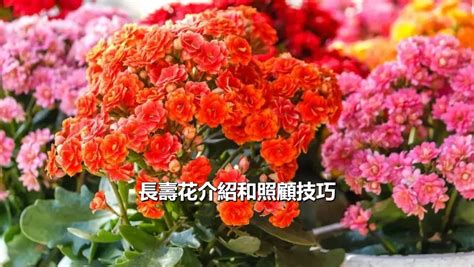 長壽花種植|長壽花介紹和照顧技巧